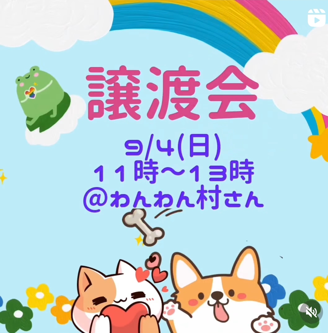 9月4日(日)譲渡会のお知らせ