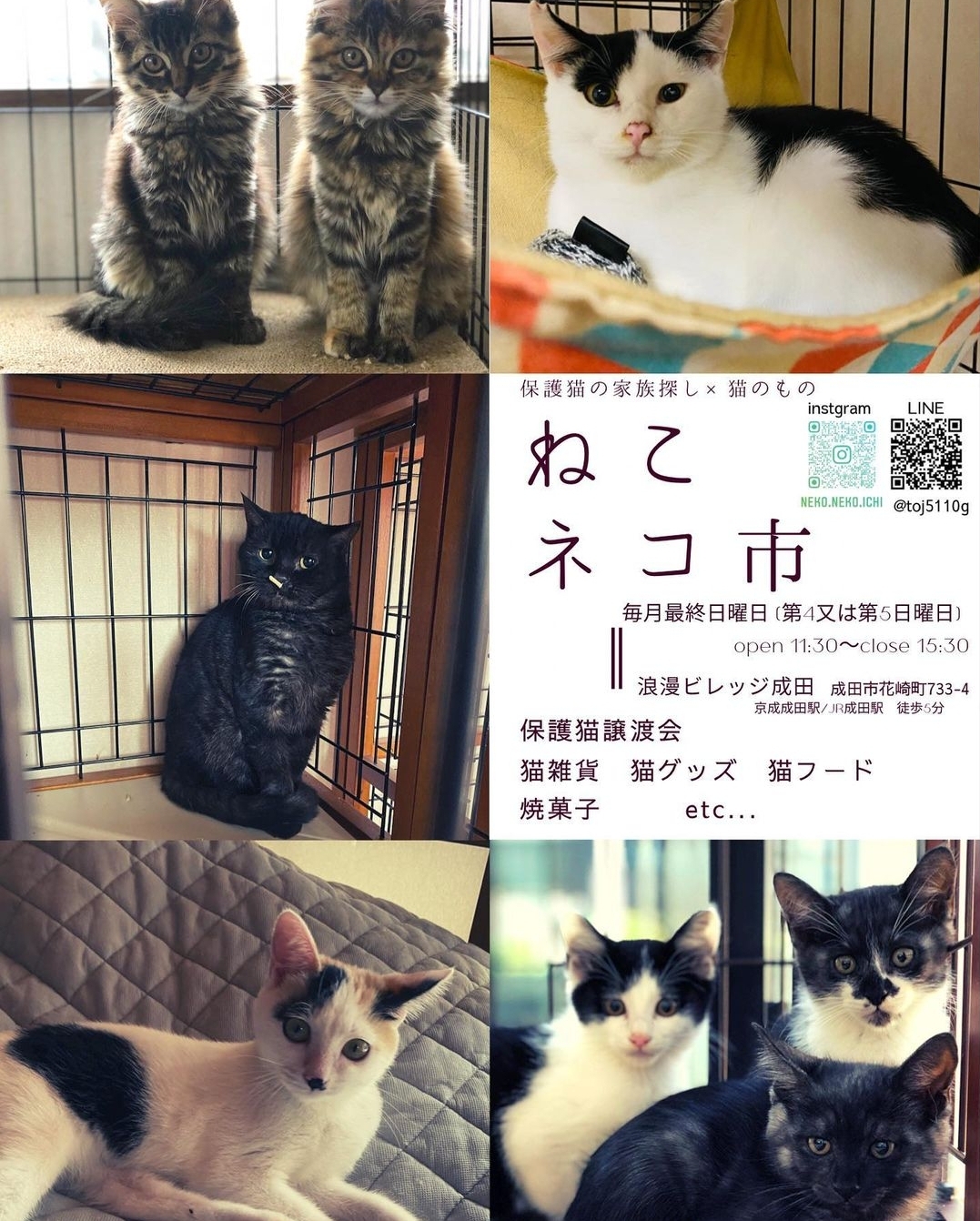 9月25日(日)譲渡会のお知らせ