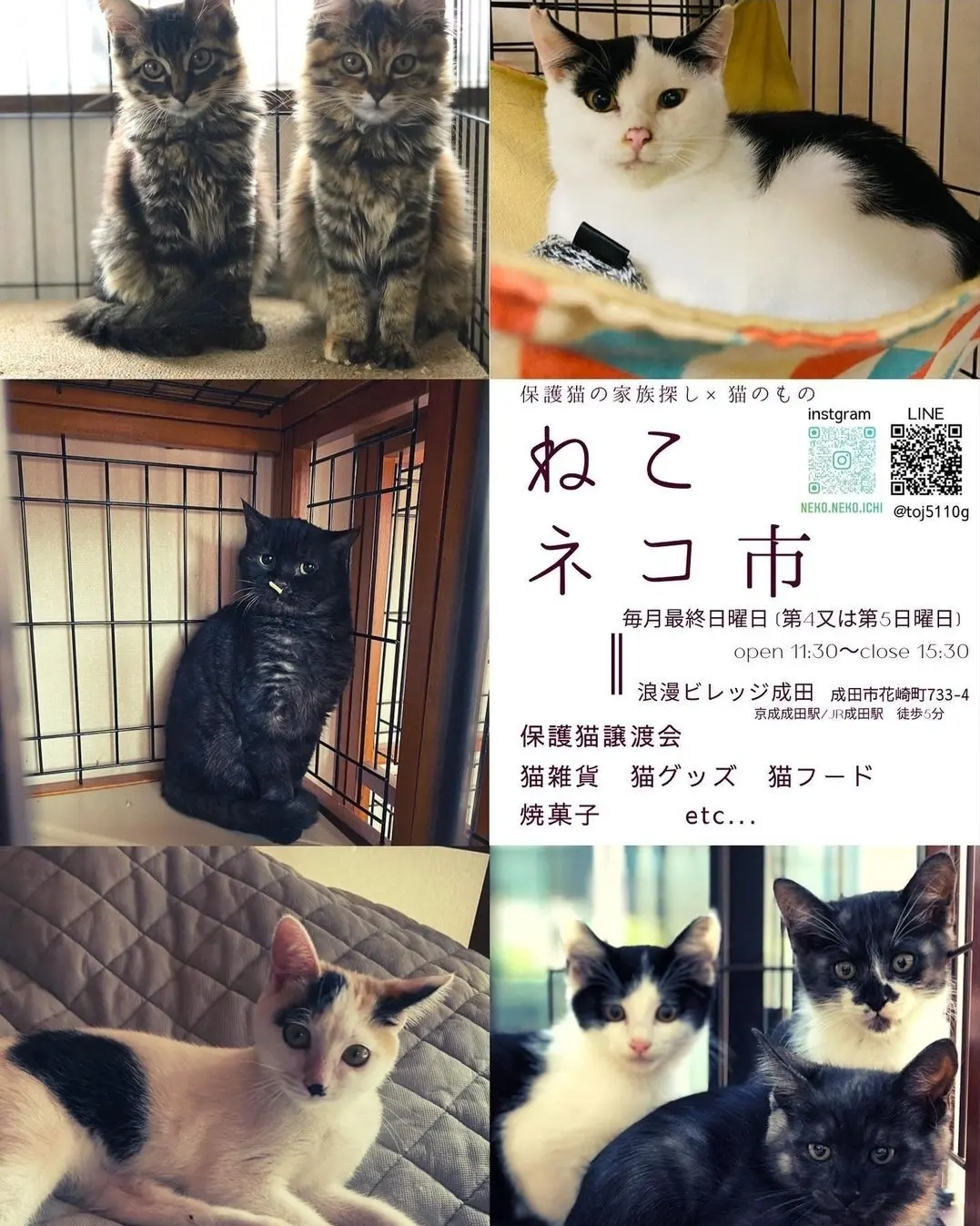 11月27日(日)譲渡会のお知らせ