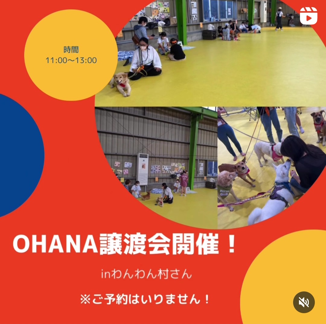 11月3日(日)譲渡会のお知らせ
